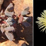 Odontophorus marlothii, Rd Sprinbok-Kleinsee RSA JLcoll.3533   ÉPUISÉ - OUT of STOCK - AGOTADO